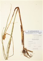 藏品(鹽土蔗草)的圖片